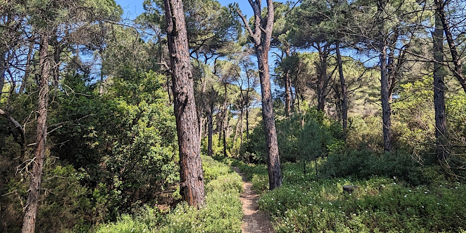 Forest Bathing in Skiathos 4pm Greek time