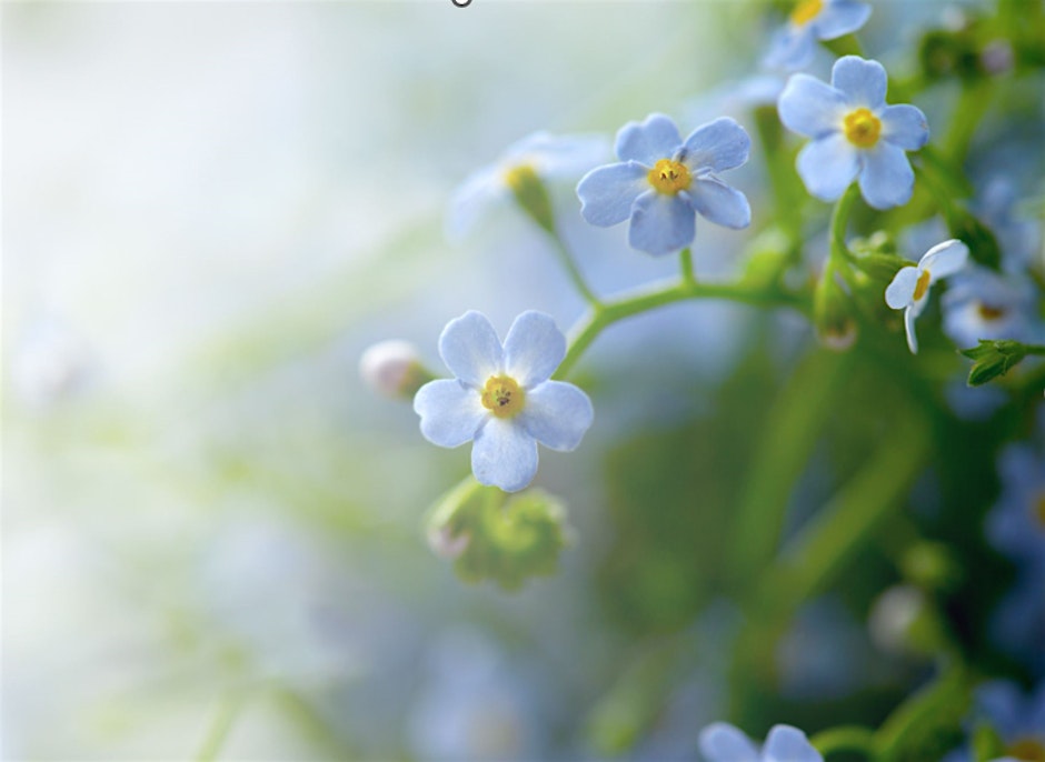 Alzheimer's Disease and Dementia Care Seminar