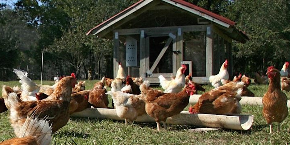 Backyard Chickens 101 Seminar